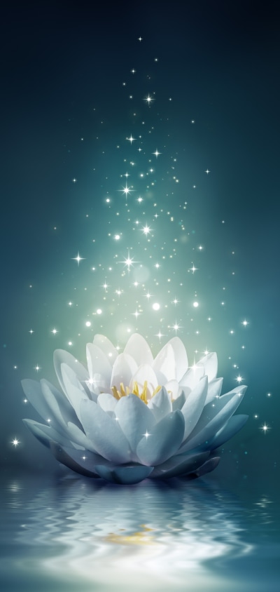 Artistic Flower, Water, Light, Water Lily, 1440x3040