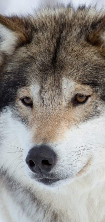 Animal Wolf, Face, Muzzle, 1440x3040