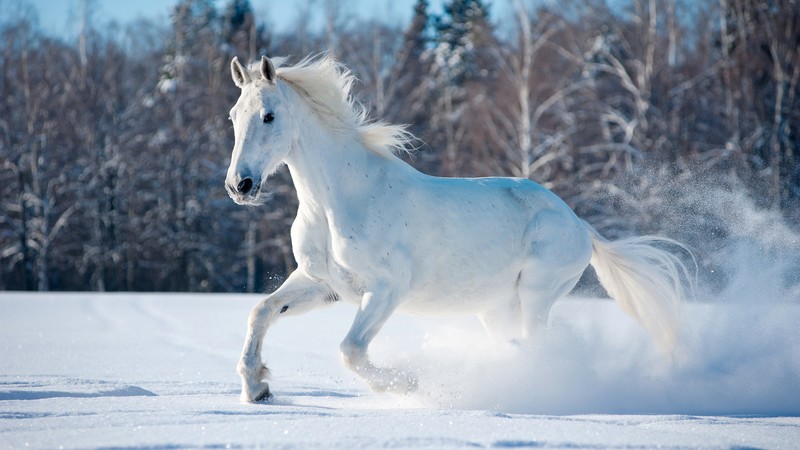 horse, cute animals, snow, winter, 4K