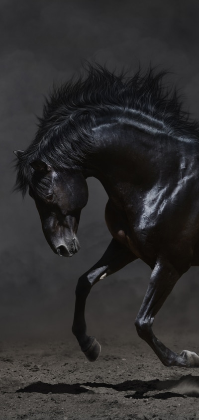Animal Horse, 1440x3040