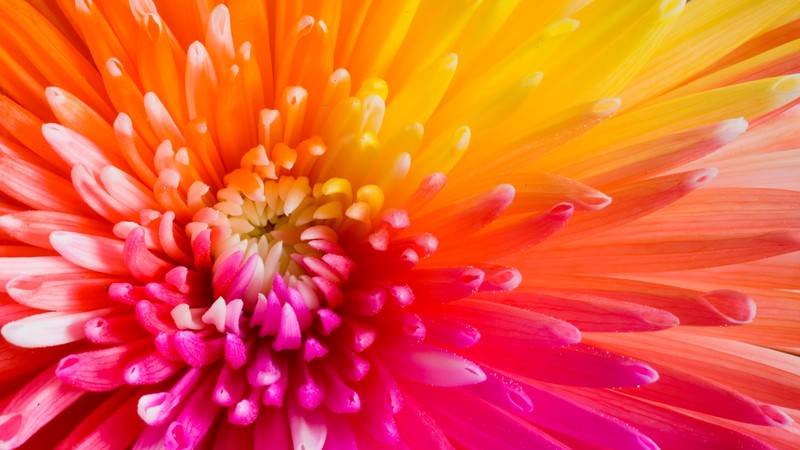 colourful flowers, 4k, flowers