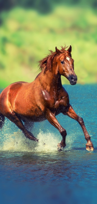 Animal Horse, 1440x3040