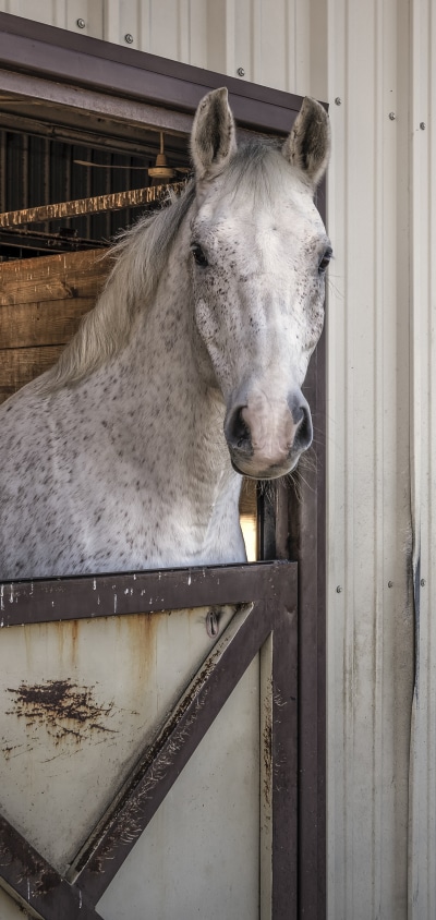 Animal Horse, 1440x3040