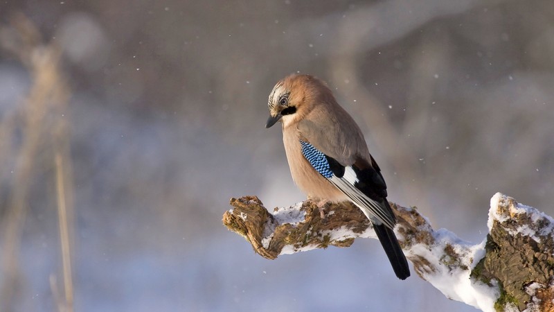 bird, winter, 4k