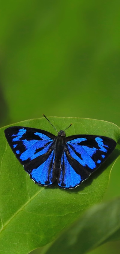 Animal Butterfly, Leaf, 1440x3040