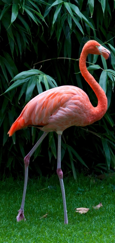 Animal Flamingo, Bird, 1440x3040