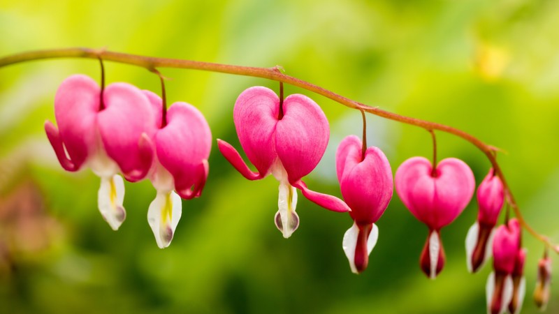 bleeding hearts, flowers, 4K