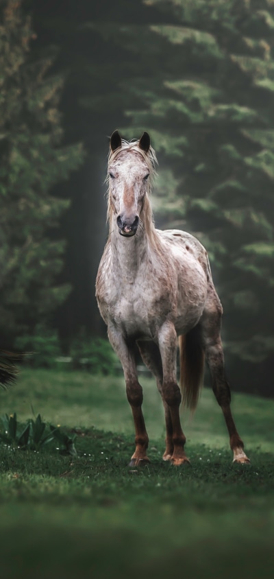 Animal Horse, 1440x3040