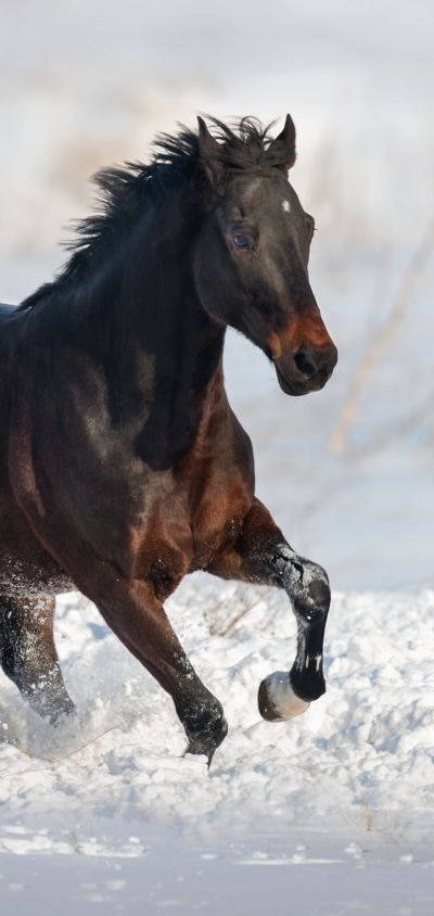 Animal Horse, 1440x3040
