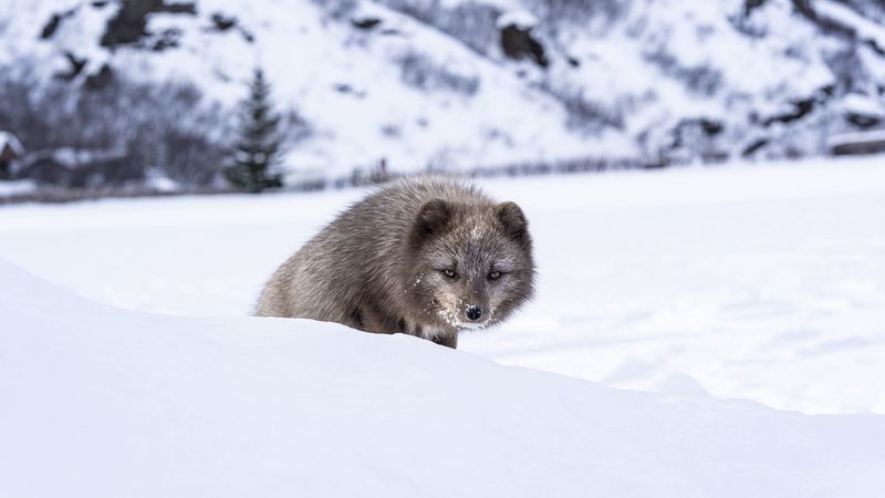 mink, animal, snow, sly, 4k