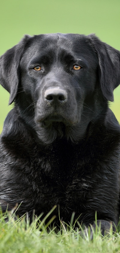 Animal Labrador Retriever, Dog, 1440x3040