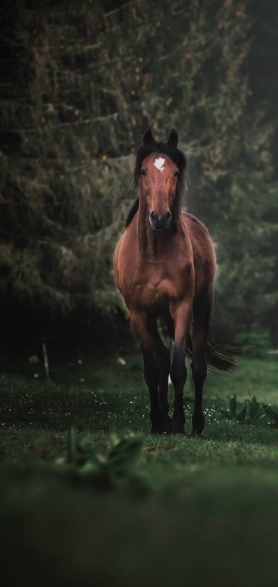 Animal Horse, 1440x3040
