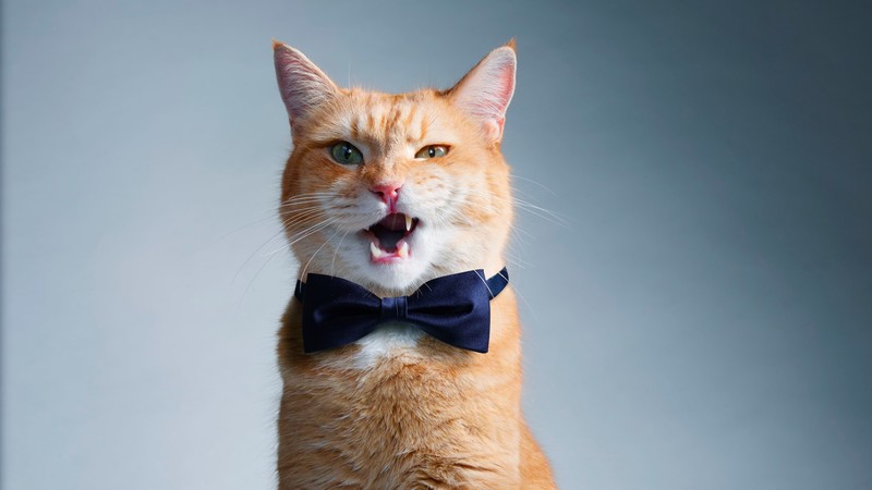 cat, bow, cute, funny animals