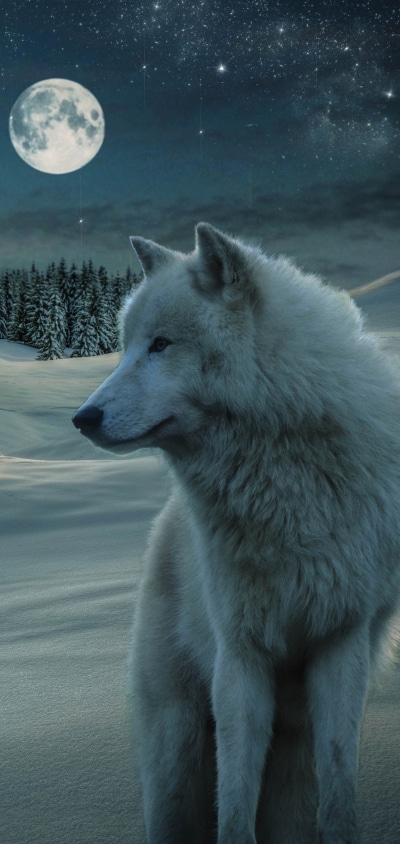 Animal Wolf, Snow, Stars, Night, White Wolf, Moon, 1440x3040