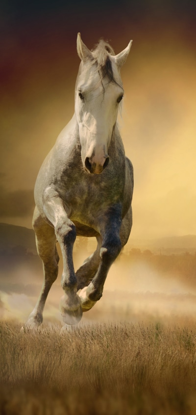 Animal Horse, 1440x3040