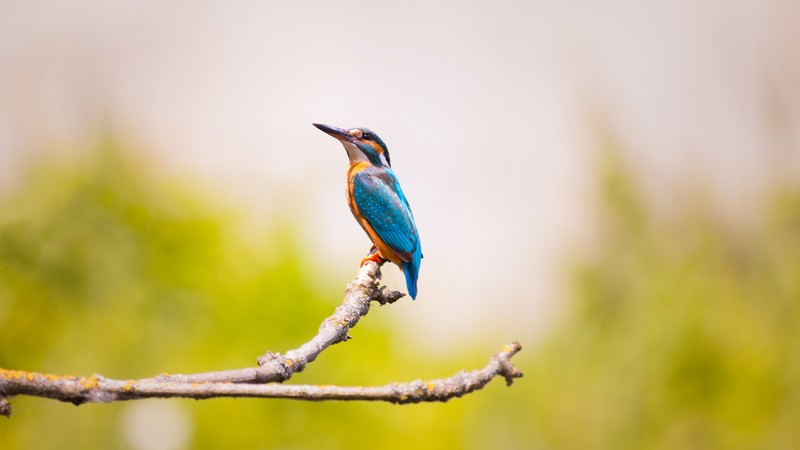 kingfisher, bird, 4K