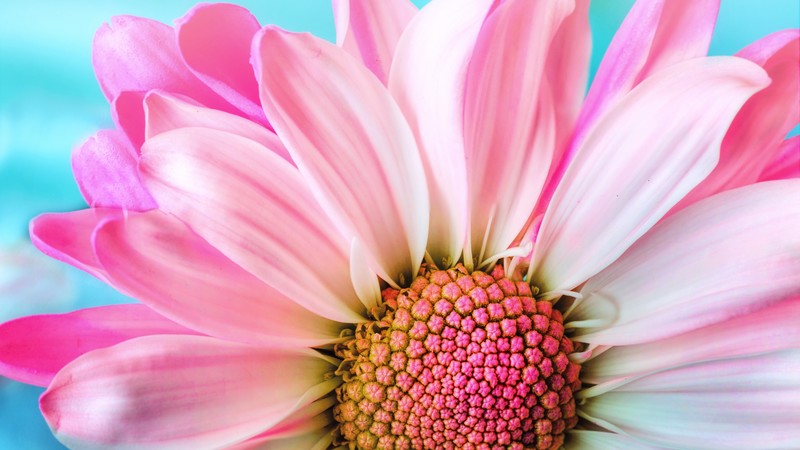 flower, 4k