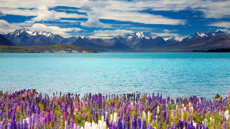 Lake Tekapo, New Zealand, mountains, flower, 4k