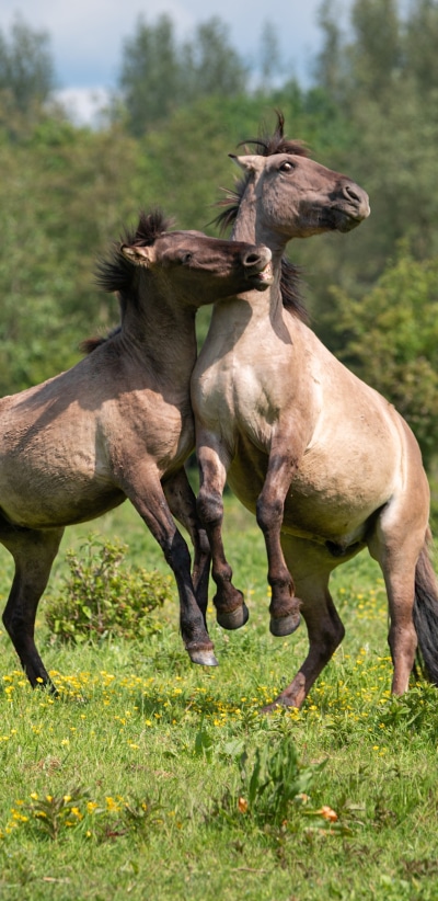 Animal Horse, 1440x2960