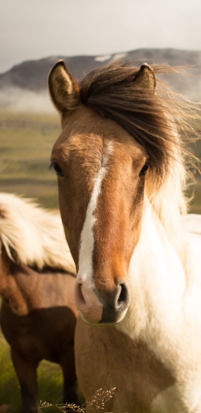 Animal Horse, Stare, 1440x2960