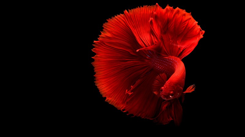 fish, 4k
