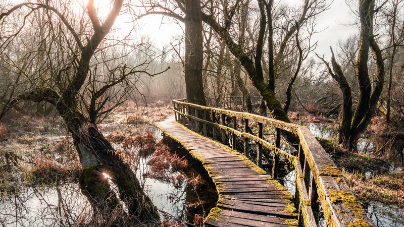 bridge, river, trees, branches, 4k