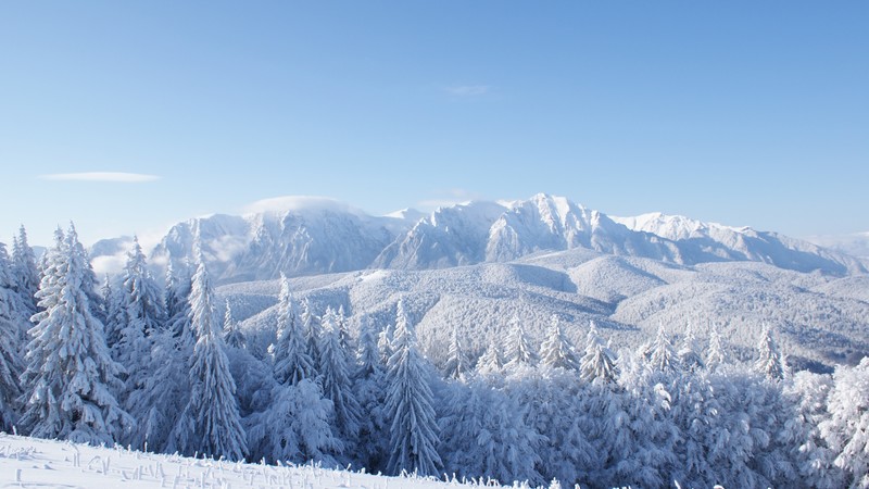 mountains, forest, trees, snow, winter, 4k