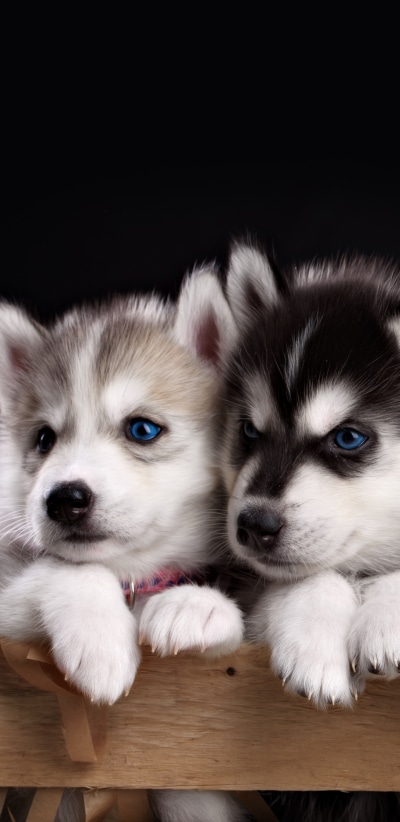 Animal Husky, Blue Eyes, Dog, Cute, Puppy, 1440x2960