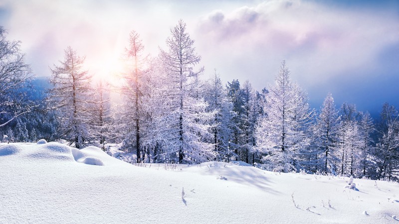 forest, snow, winter, clouds, 4K