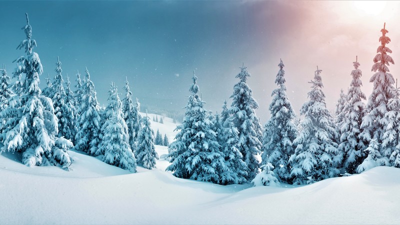 forest, trees, snow, winter, 4K