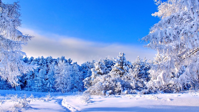 forest, trees, snow, winter, 4k