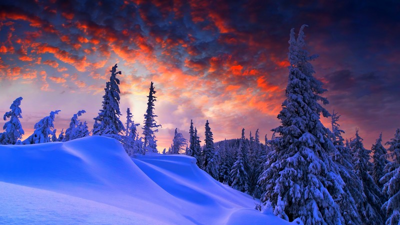 forest, snow, winter, sunrise, clouds, 4K