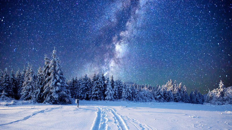 forest, snow, winter, sky, stars, night, 4K