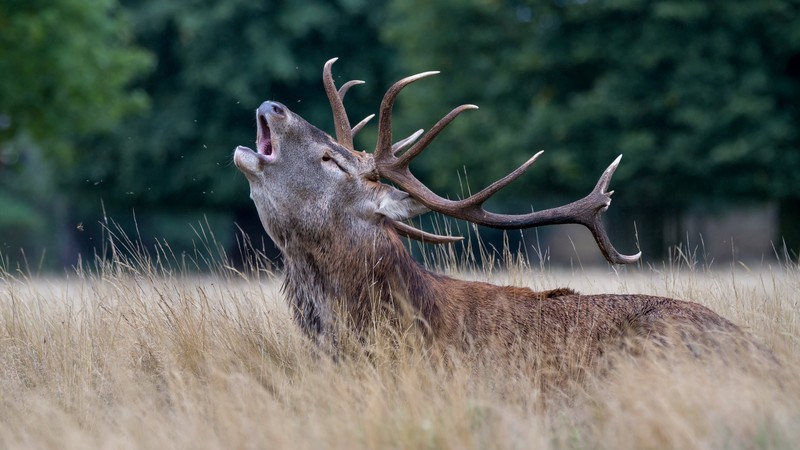 deer, cute animals, 4k