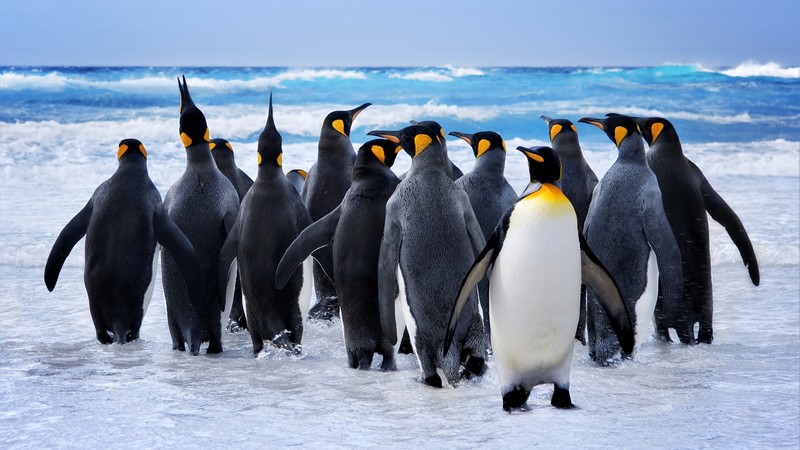 penguins, ocean, 4K