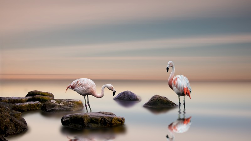 flamingo, bird, ocean, 4K