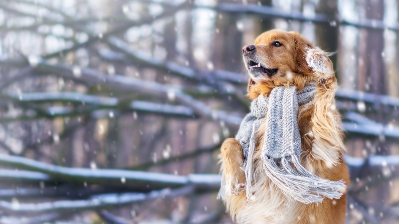 dog, cute animals, snow, winter, 4k