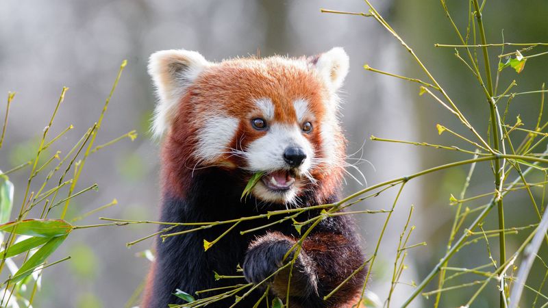 red panda, bamboo, cute, animal, leaves, 4k