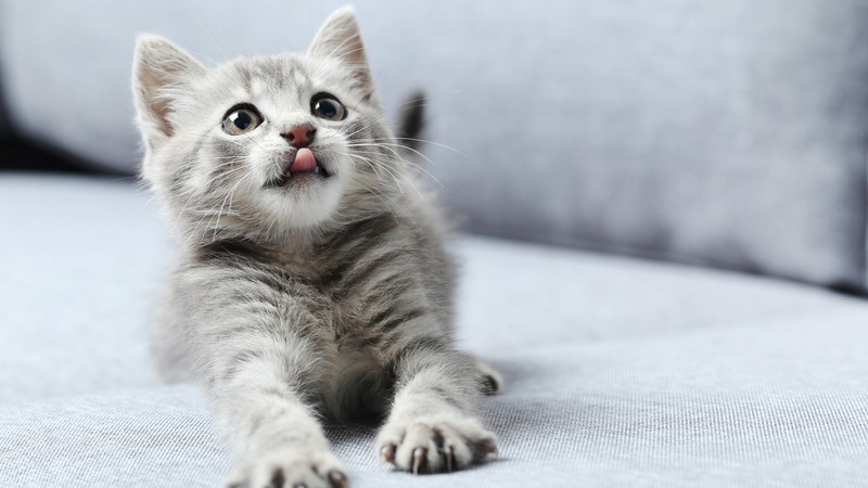 kitten, cute animals, 4K