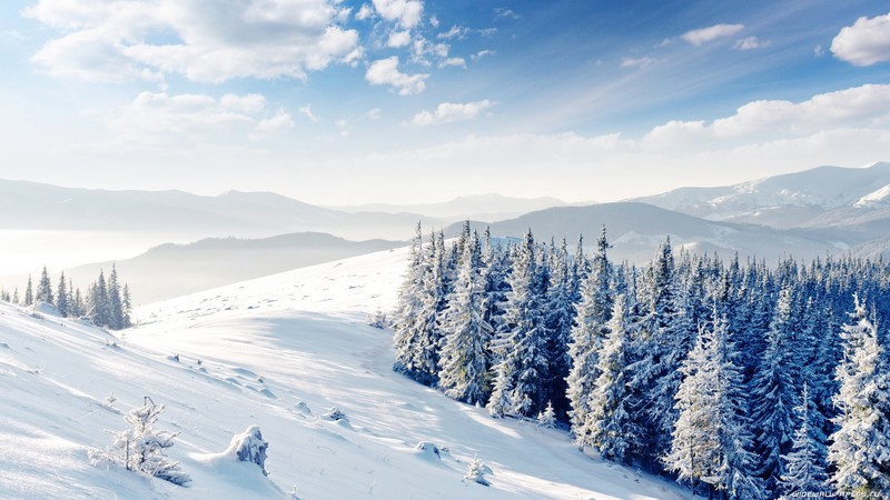 mountains, forest, trees, snow, winter, 4k