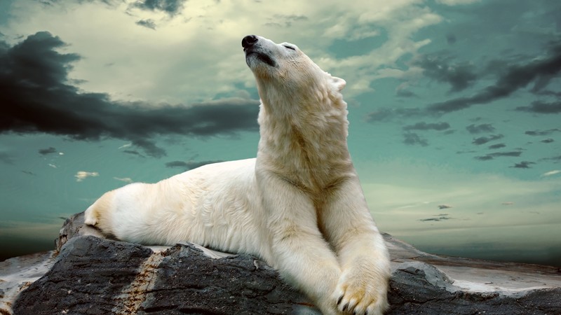 polar bear, cute animals, sky, clouds, 4K