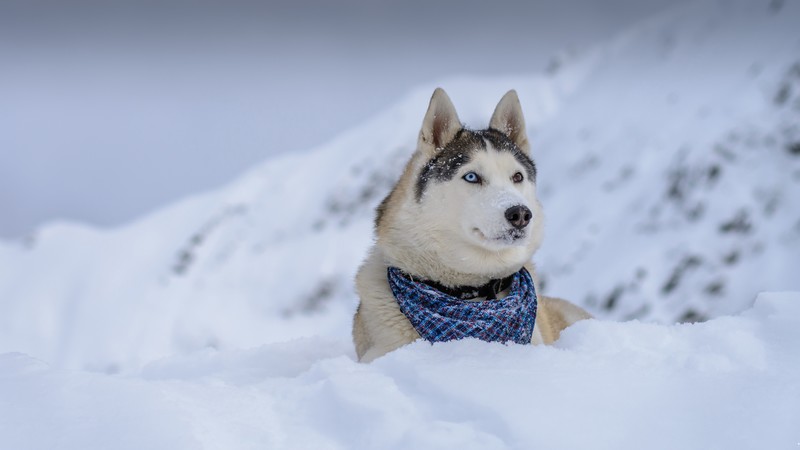 dog, husky, cute animals, snow, winter, 4K