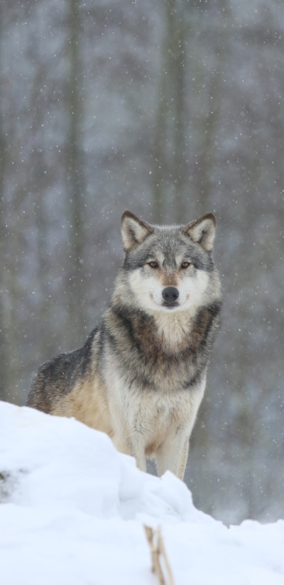 Animal Wolf, Snow, Stare, Winter, 1440x2960