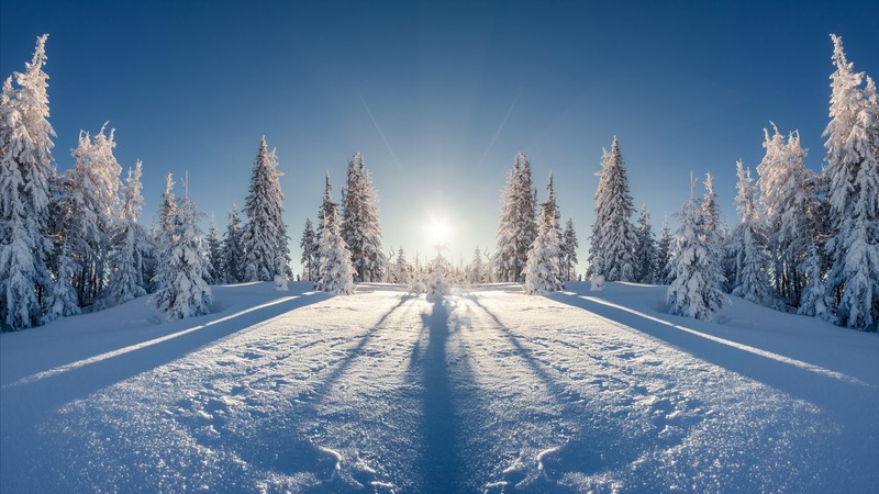 forest, tree, snow, winter, 4K