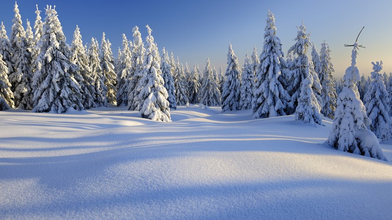 forest, trees, snow, winter, 4K