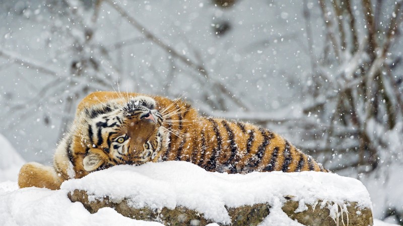 tiger, cute animals, snow, winter, 4k