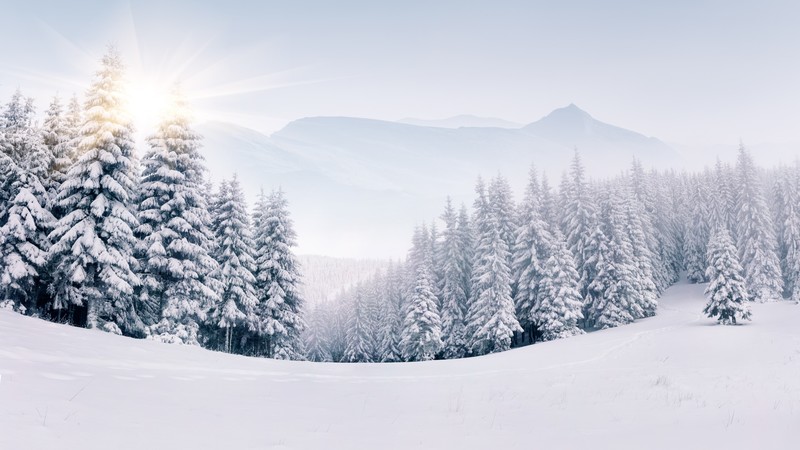forest, snow, winter, 4K