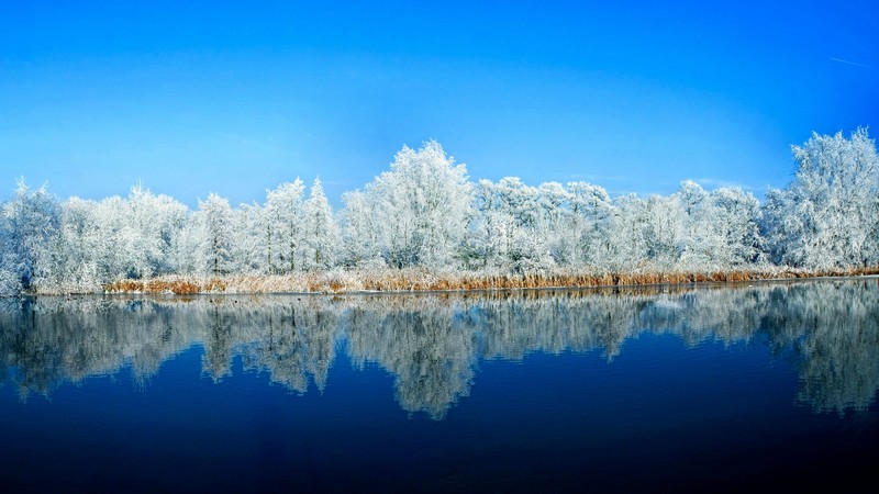 lake, forest, snow, winter, 4K