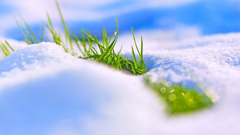snow, winter, grass, 4k