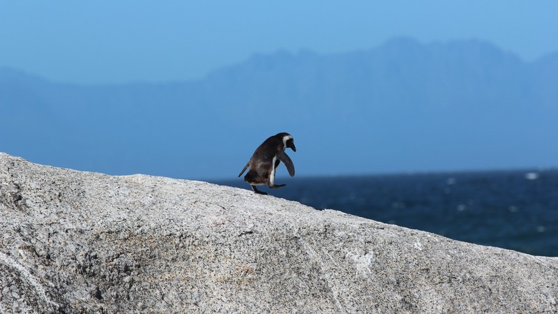 penguin, 4K